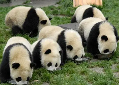 Chengdu Leshan Emei Tour with Panda