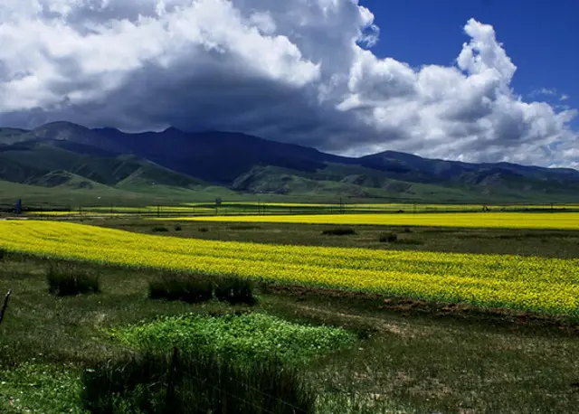 The Landscape of Haibei