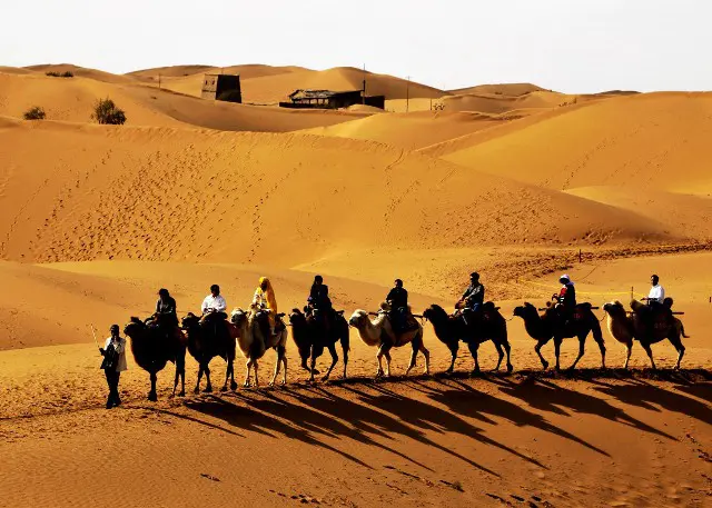 Silk Road Adventure – Camels in the desert