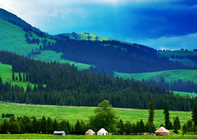 Ili Grassland in Summer