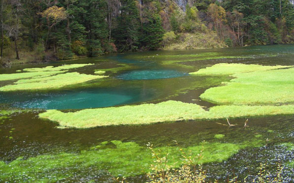 Swan lake in Rize Valley of Jiuzhaigou National Park