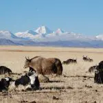 Mount Kailash Group Tour with Guge Kingdom Ruins