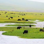 tagong grassland yaks
