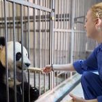 Panda volunteer program