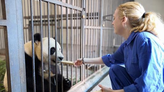 Panda volunteer program