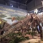 Dinosaur fossil at Zigong museum