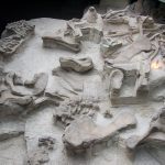 Dinosaur fossils at Zigong museum