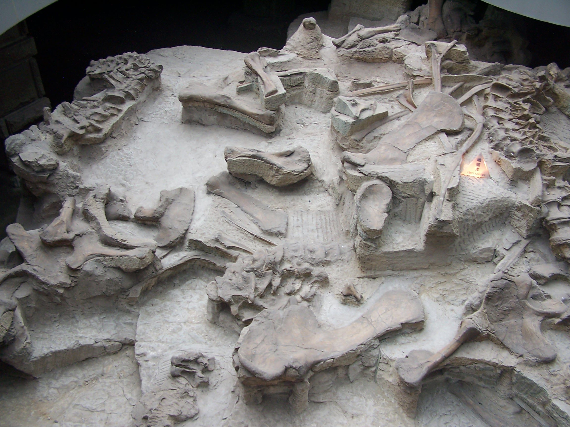 Dinosaur fossils at Zigong museum