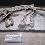 Dinosaur fossil museum Zigong