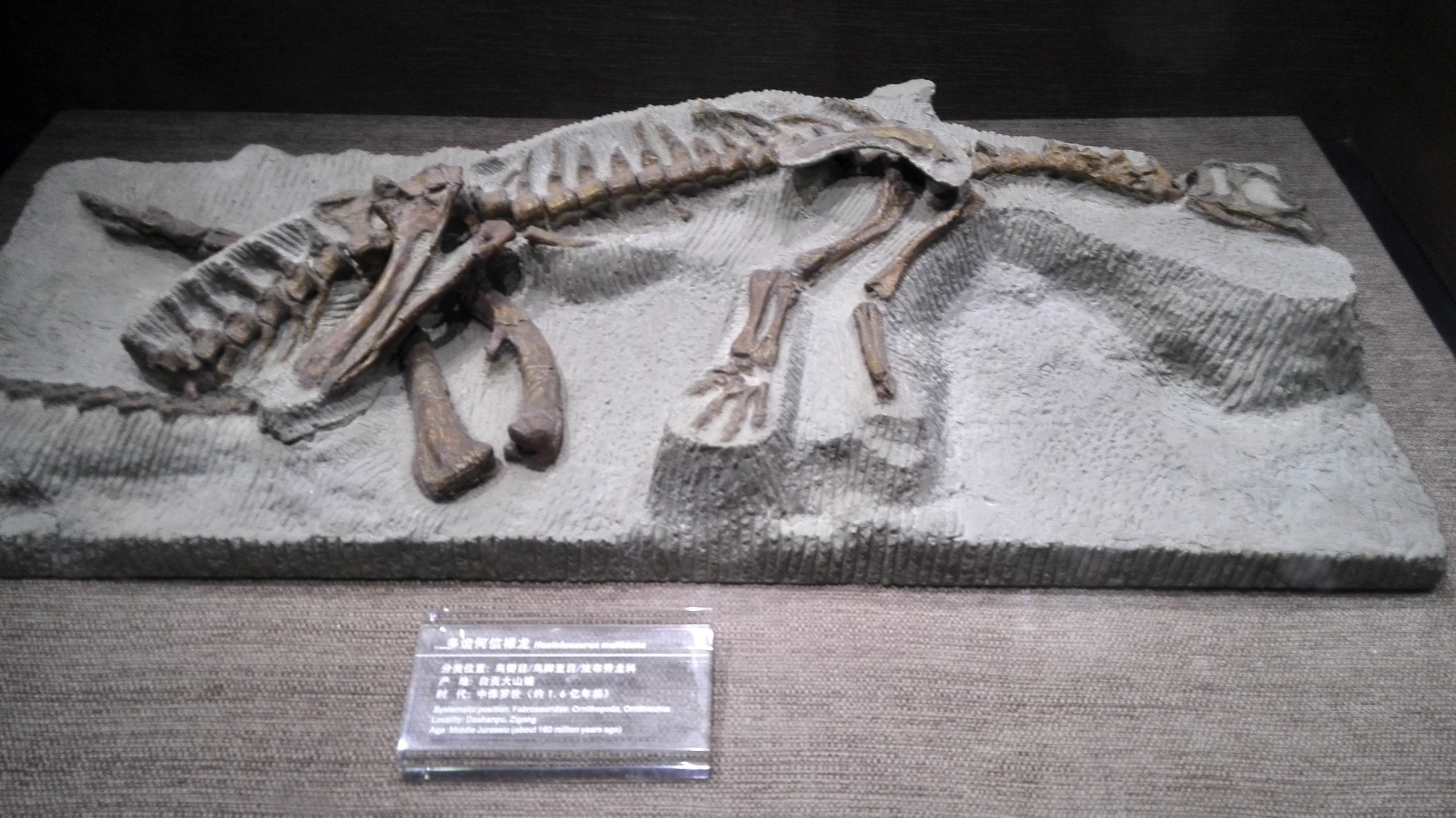Dinosaur fossil museum Zigong