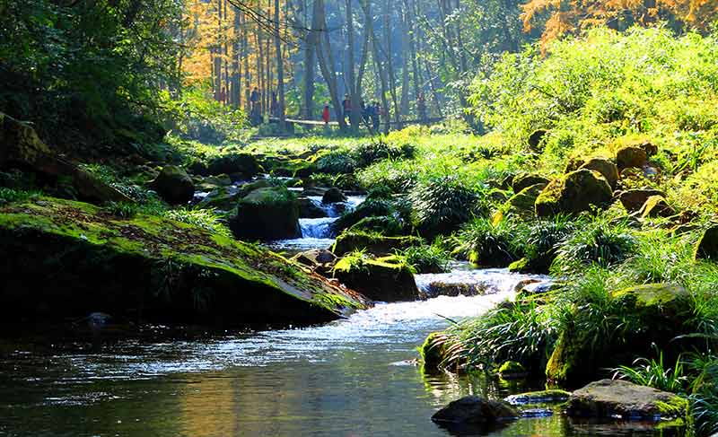 Golden Whip Creek Zhangjiajie