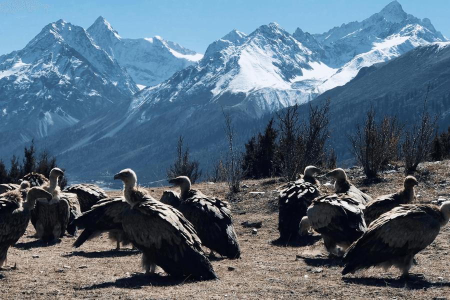 Tibetan Vultures