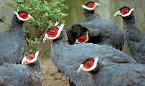 Beijing endangered animal center