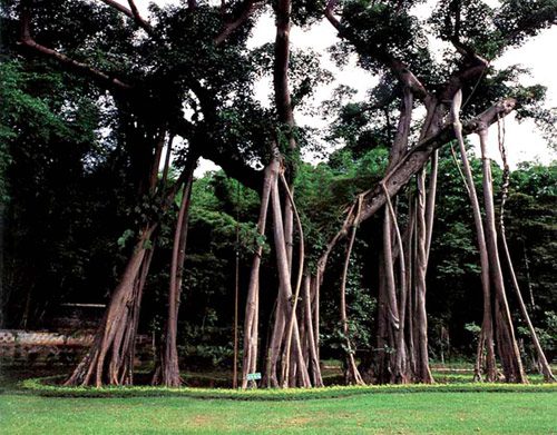 Daluo River and one tree forest