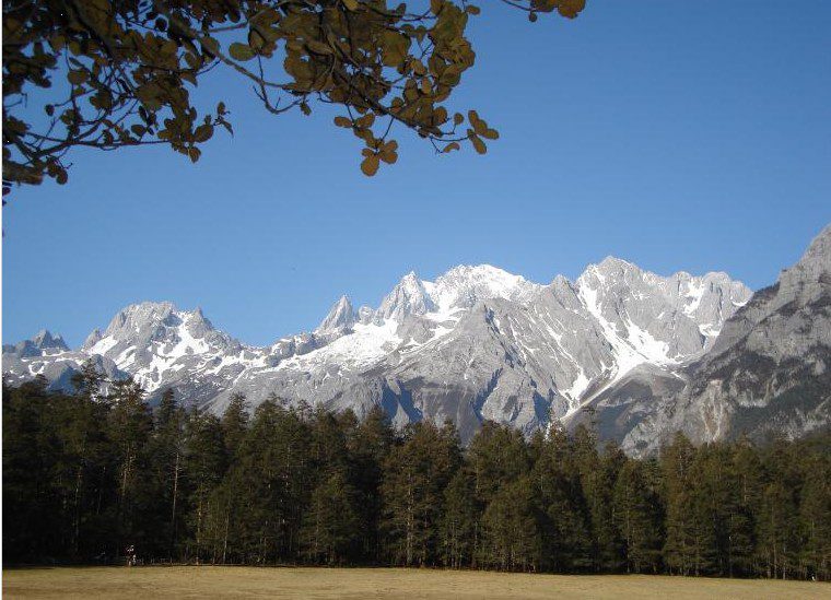 Spruce plateau in Jade Dragon Snow Mountain