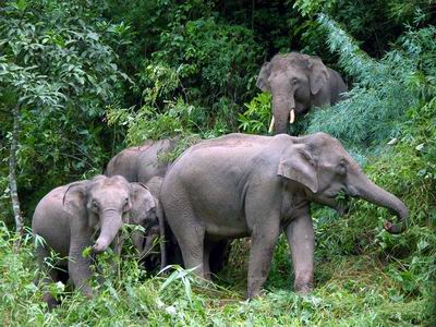 Wild Elephant Valley