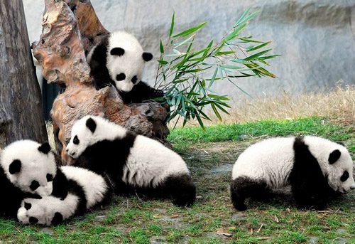 Panda Compaund Chengdu Panda Base vs Bifengxia Panda Base - A Comparitive Article ...