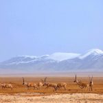 Kekexili nature reserve on Qinghai Tibet train