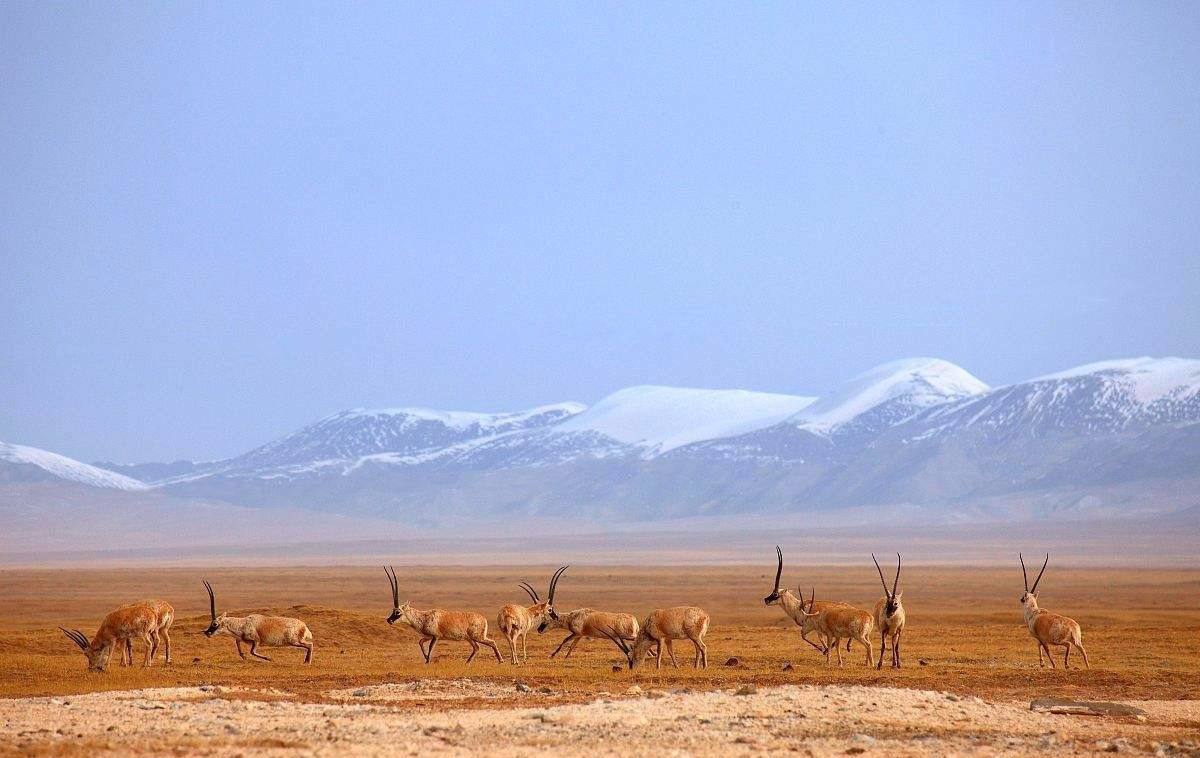 Kekexili nature reserve on Qinghai Tibet train