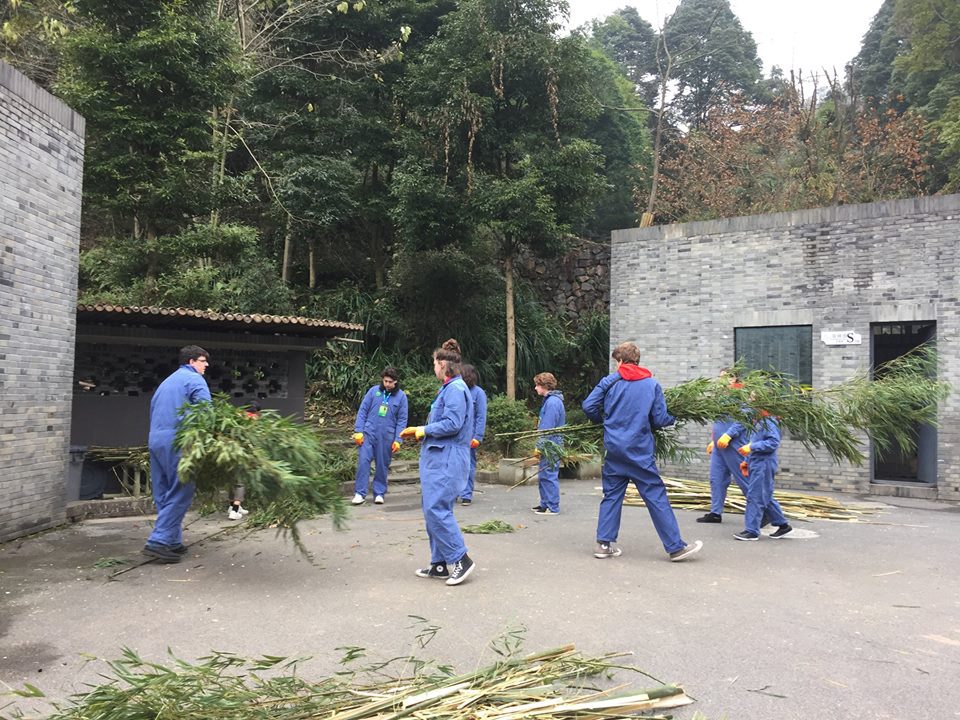 Panda volunteering in Dujiangyan panda center