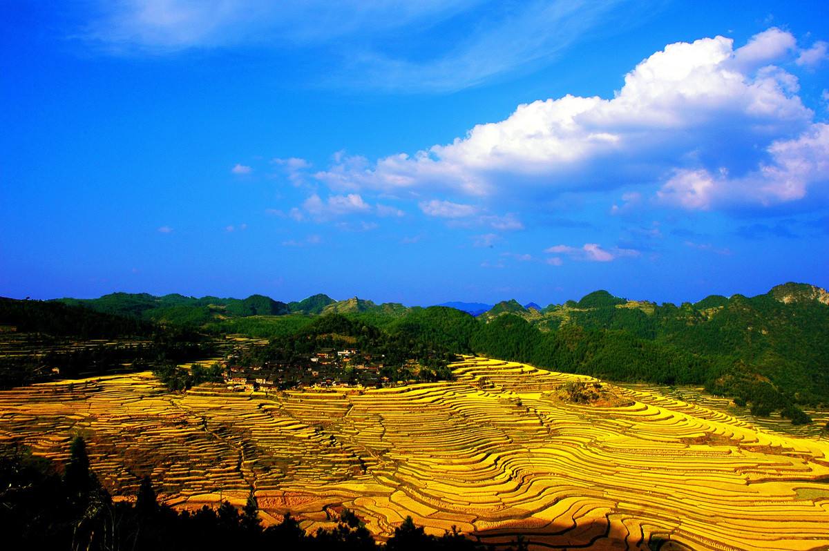 Autumn views of Gaoyao rice terrace Guizhou