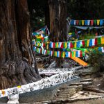 Giant cypress In Nyiching