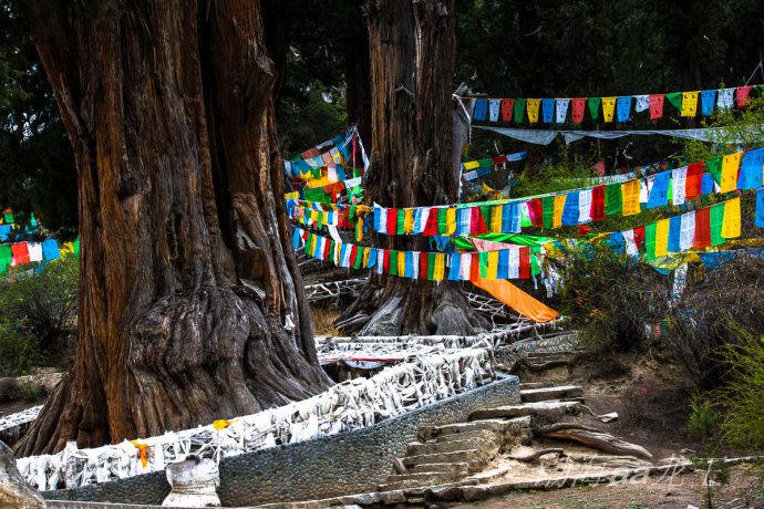 Giant cypress In Nyiching